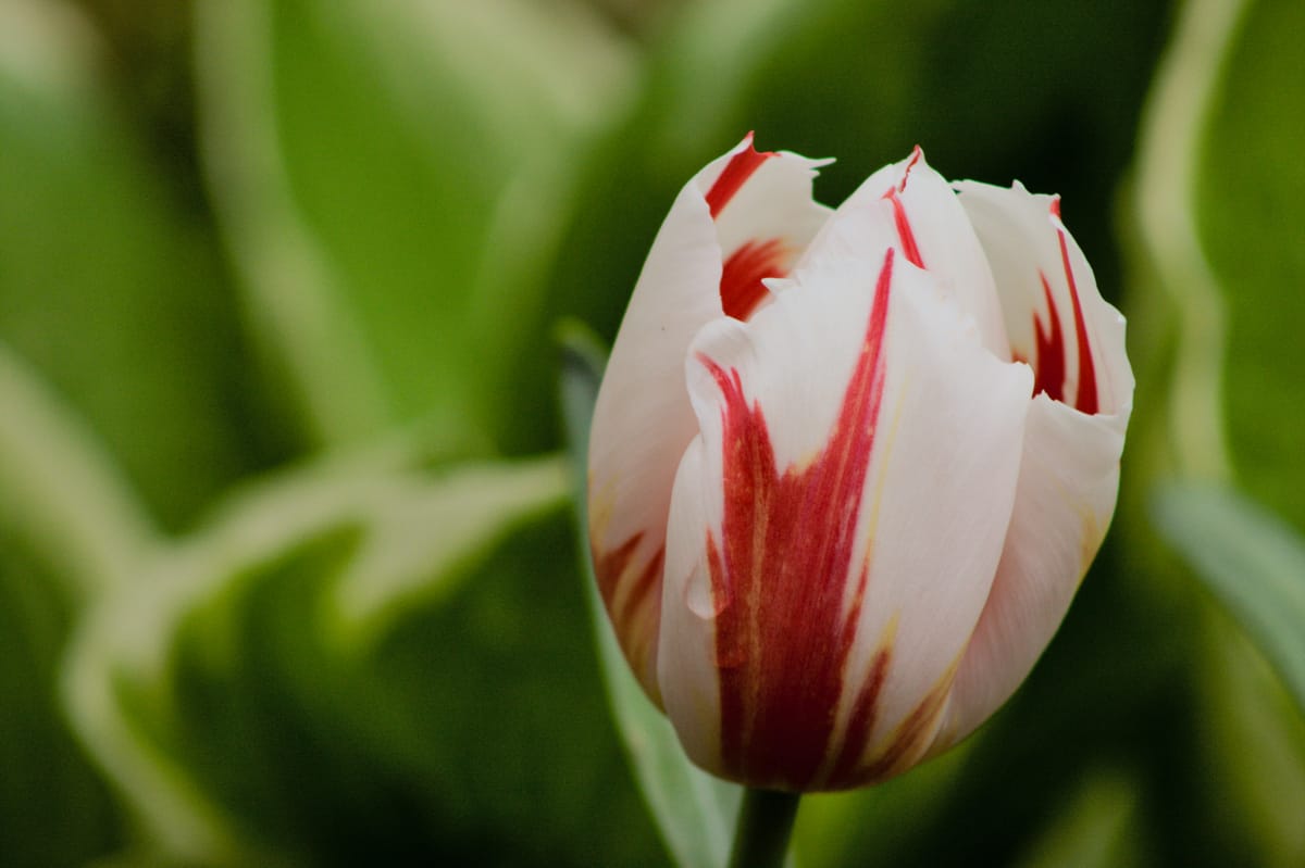 Colour photo of a white and red tulip in the foreground with a background of green plants