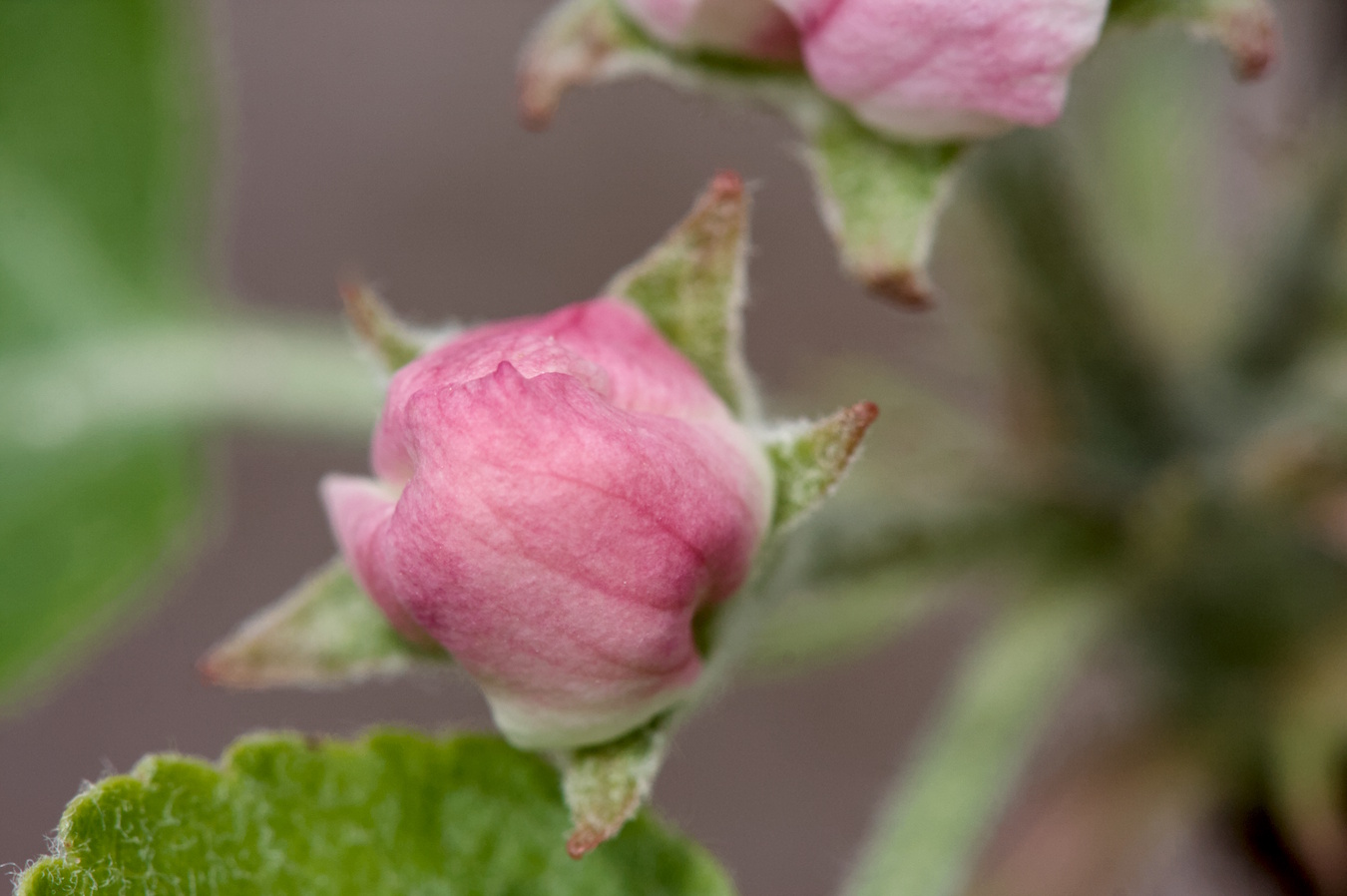 flower on an apple tree