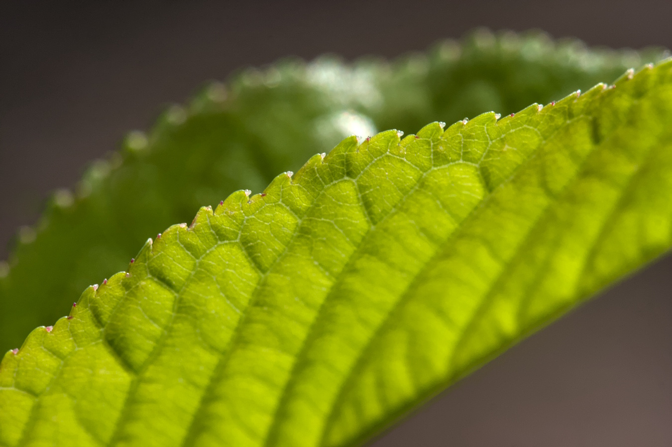 leaf from a cherry tree