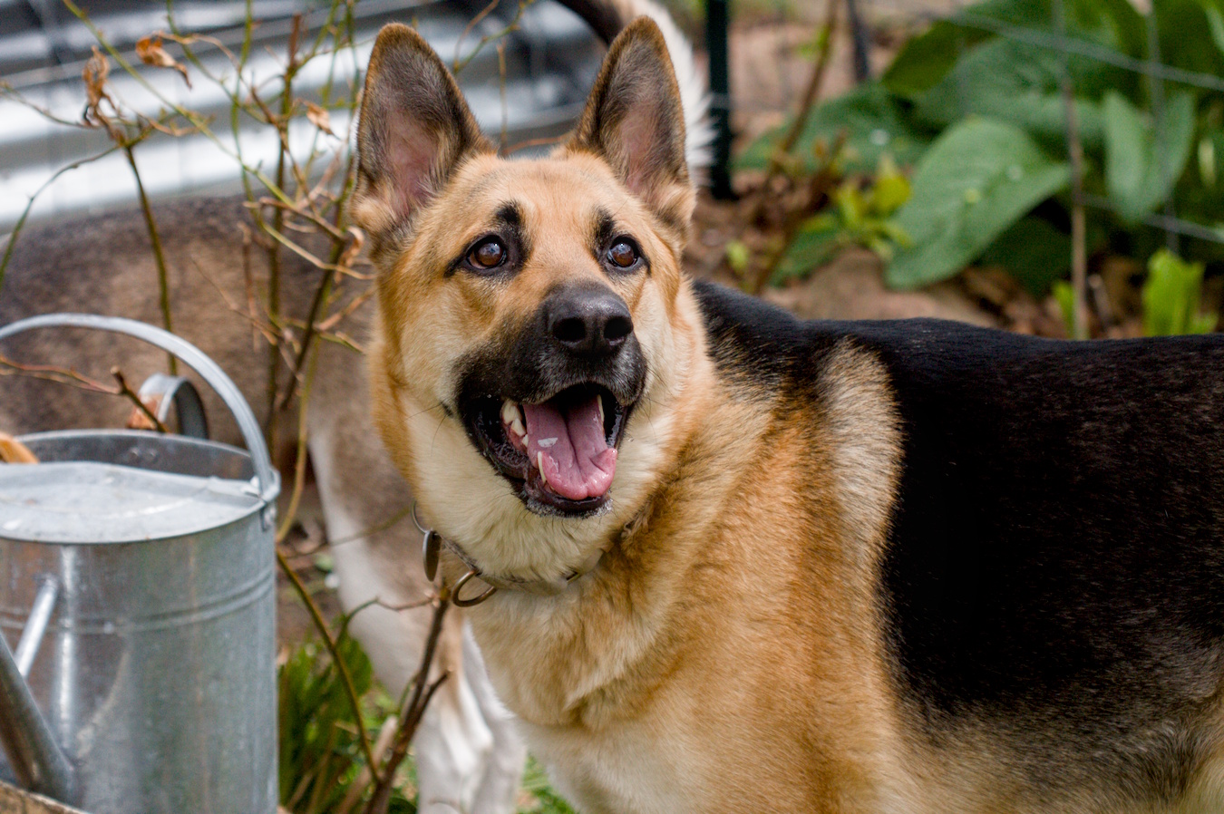 German Shepard Dog