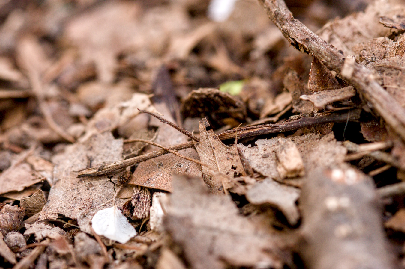 Macro shot of leaves and other ground cover