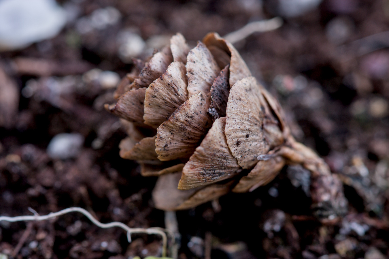 Small pinecone in the dirt