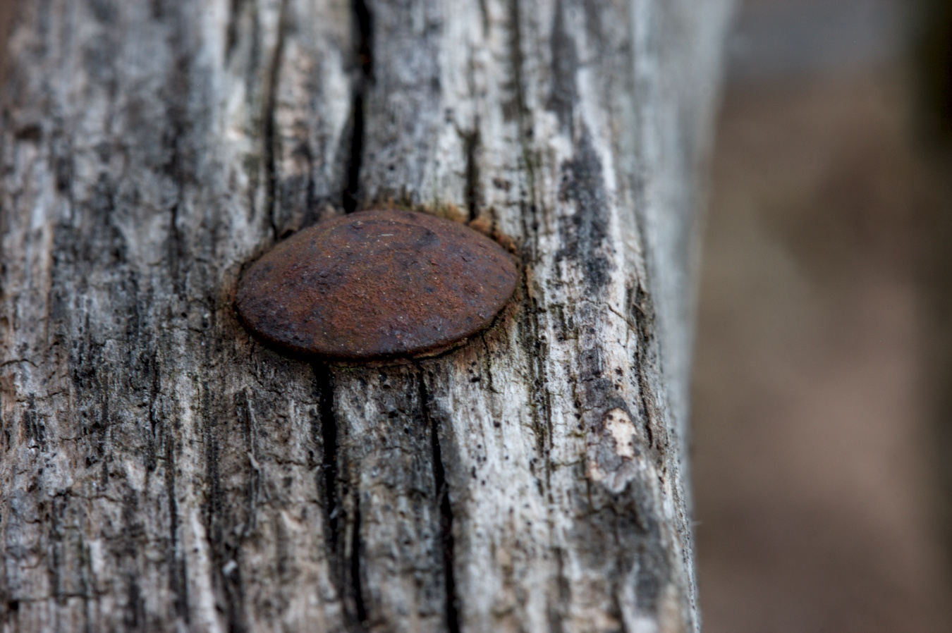 Wood with a rusty piece of metal
