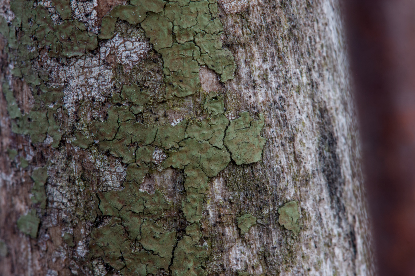 Green paint flecks on an old wood chair