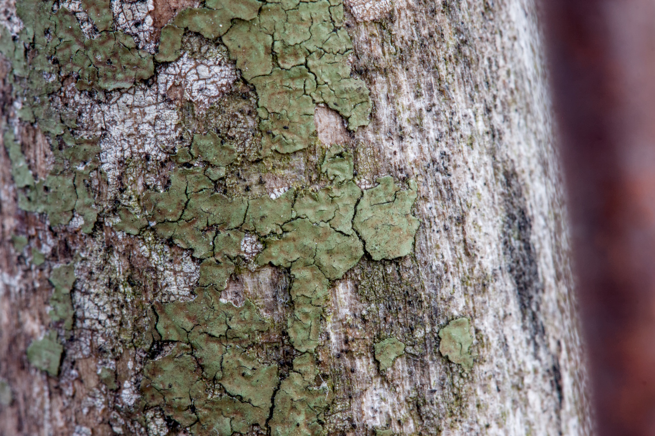 Green paint flecks on an old wood chair
