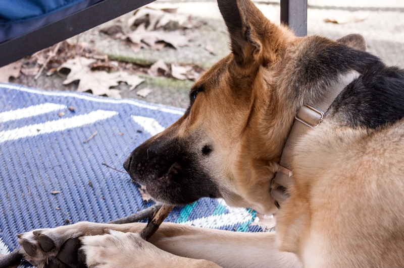 A German shepherd dog chewing a stick, laying down