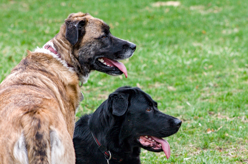 Boxer mix and Newfoundland mix after playing together 