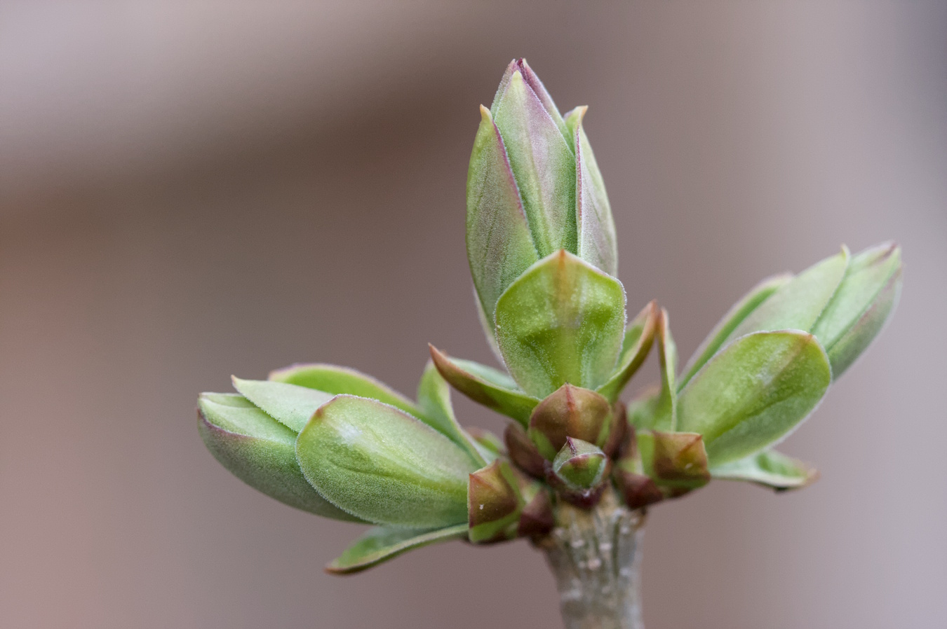 Leaves budding from a stem