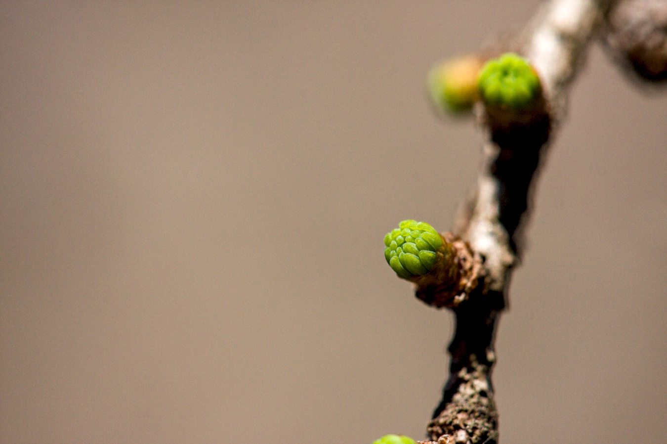 Tamarack Bud, sprouting in April 2026