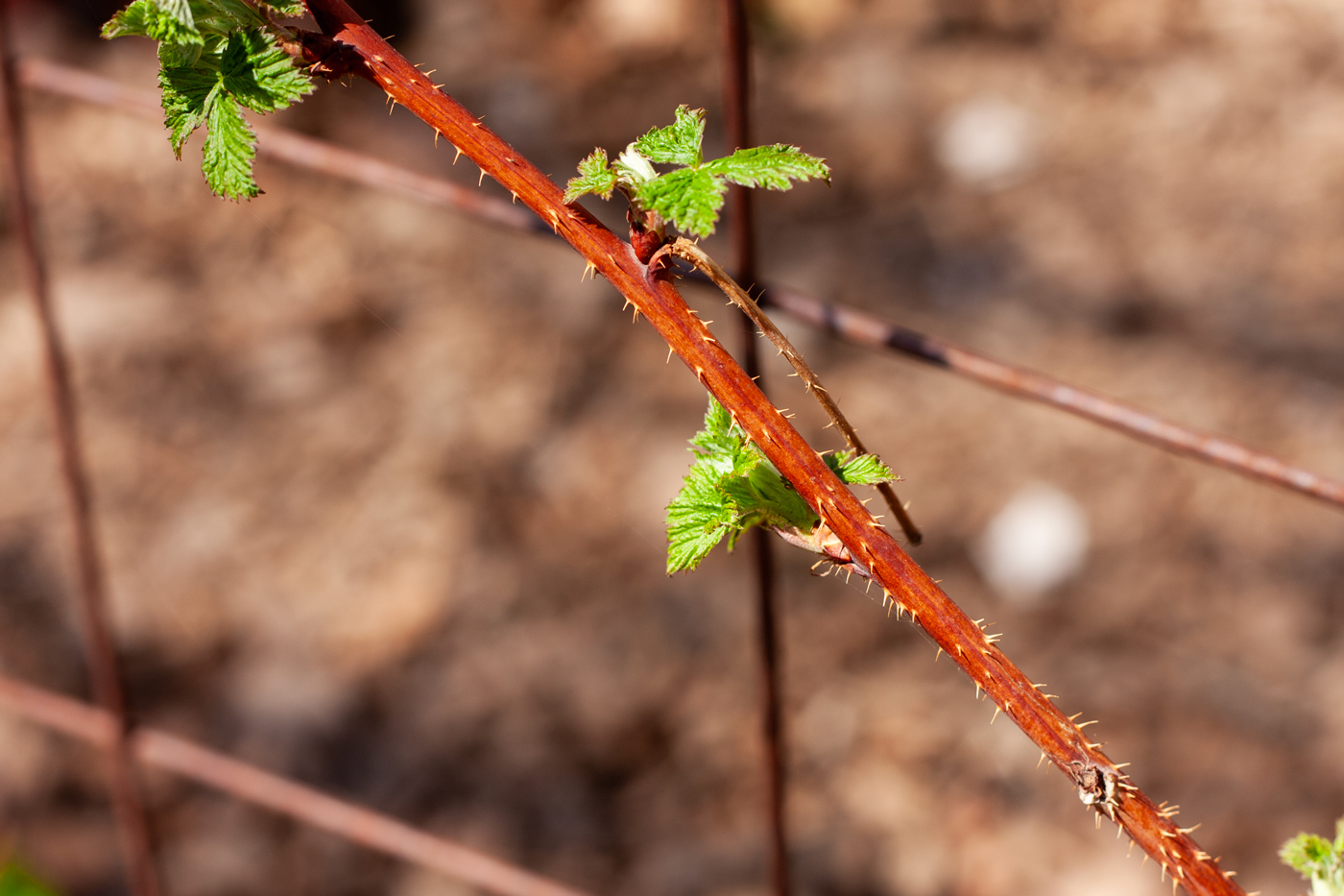 Raspberry Branch