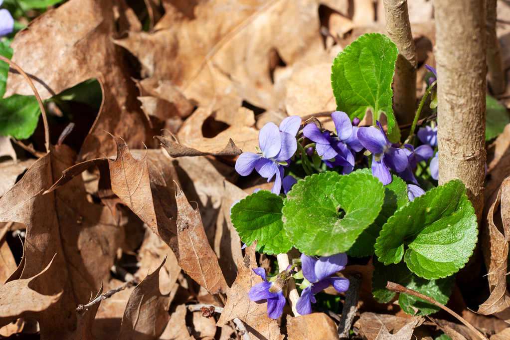 violets at the base of a lilac bush, with browned oak leaves around.