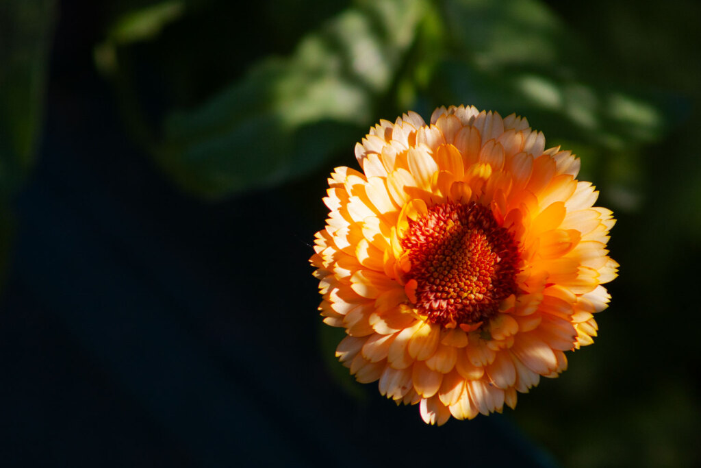 Orange calendula flower