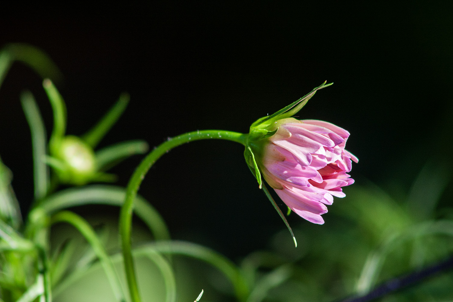 Dahlia