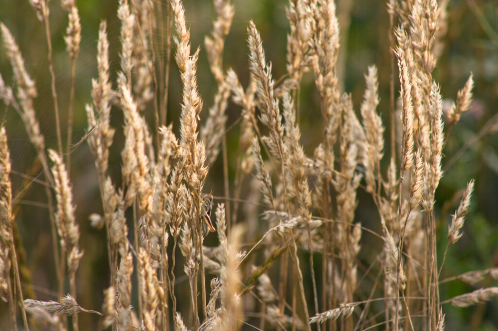 grasses growing by the roadside.